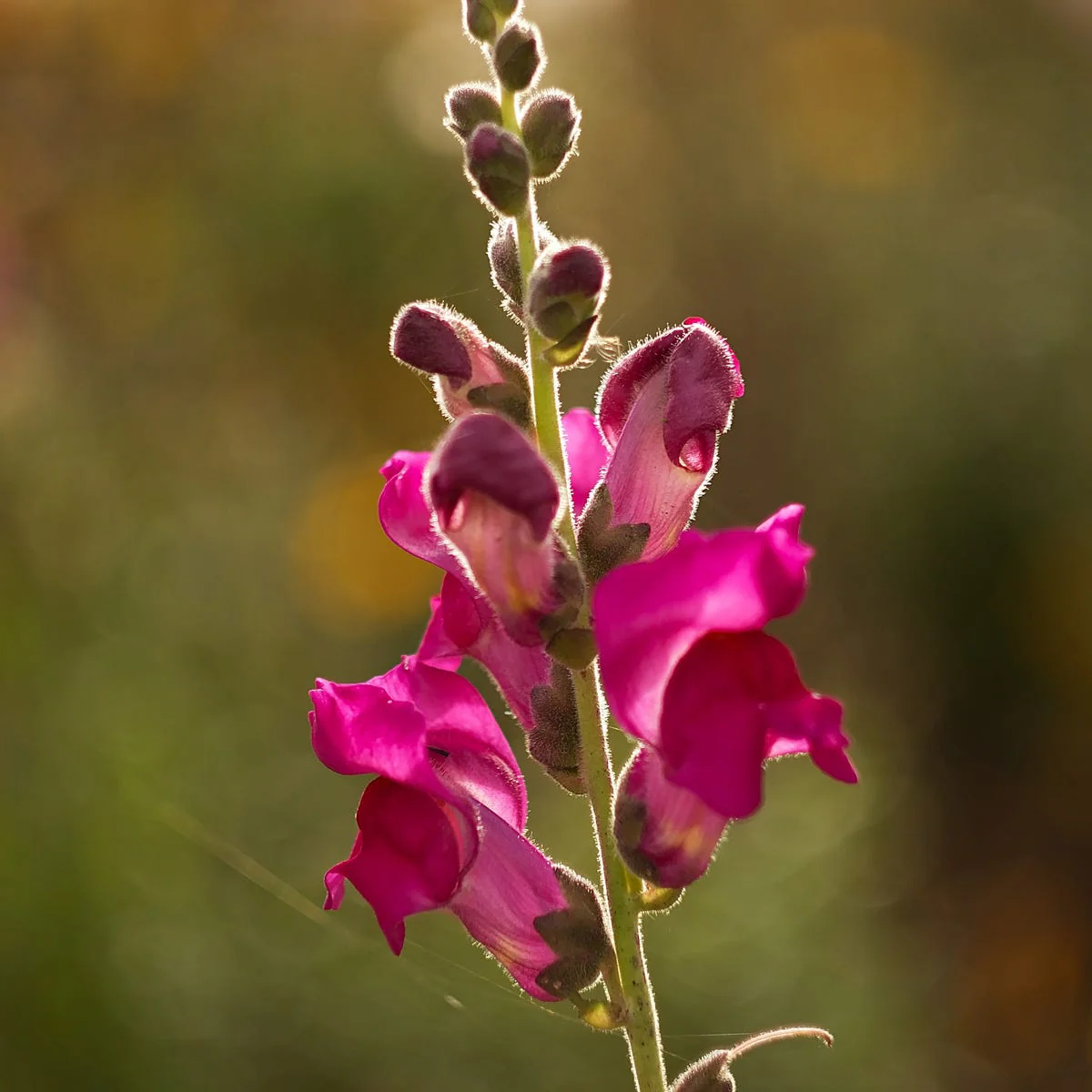 Sweet Pea and Vanilla Fragrance Oil