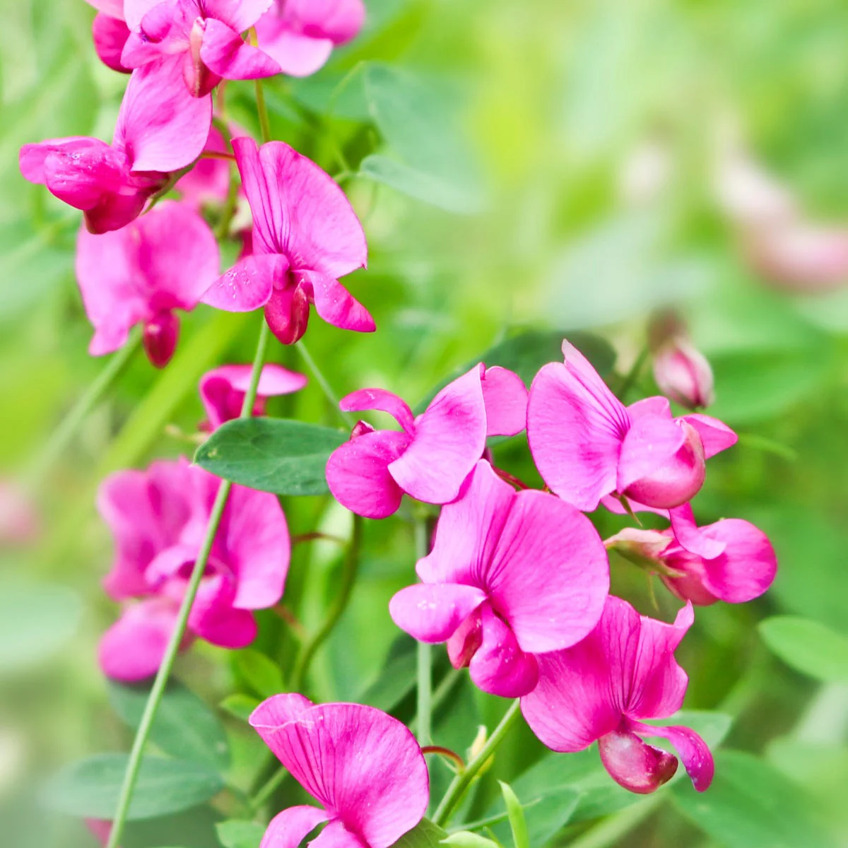 Sweet Pea Fragrance Oil - Image 4