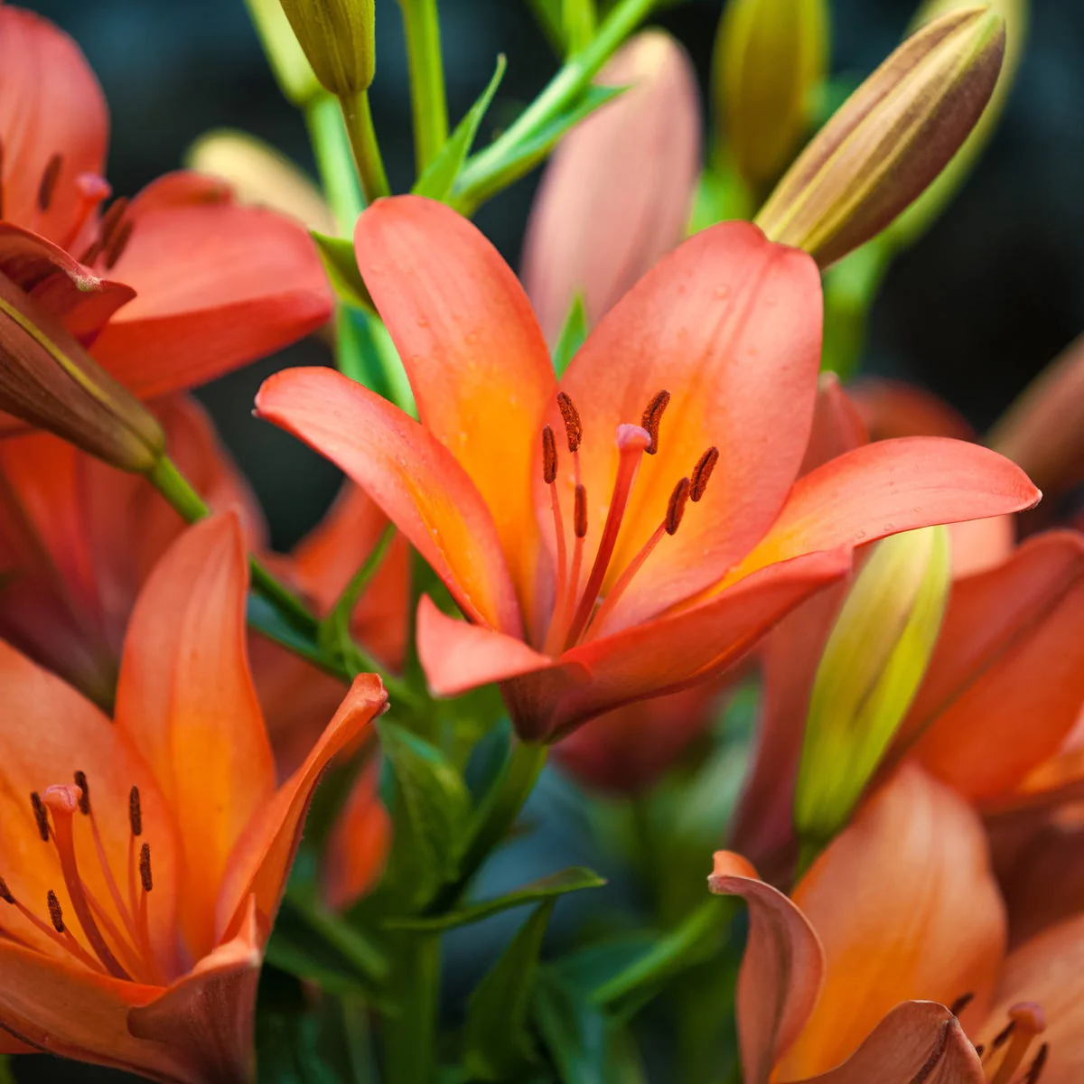 Tiger Lily & Patchouli Fragrance Oil - Image 4