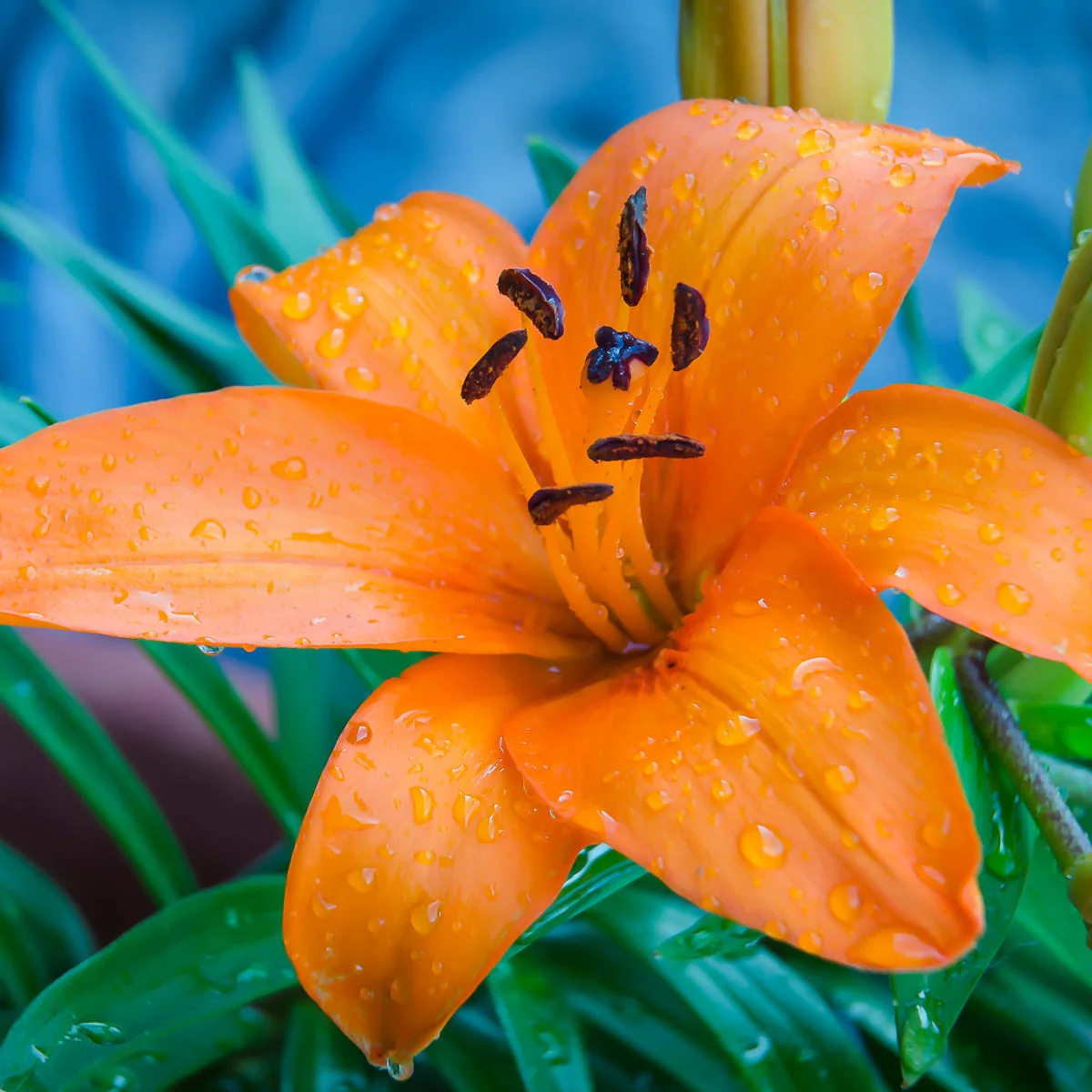 Tigerlily Blossom Fragrance Oil - Image 4