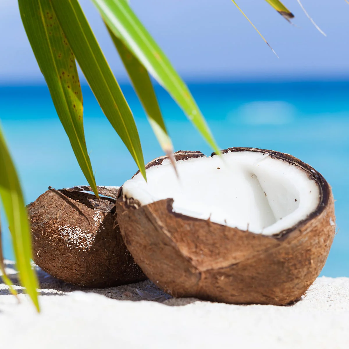 Tropical Coconut Fragrance Oil - Image 2