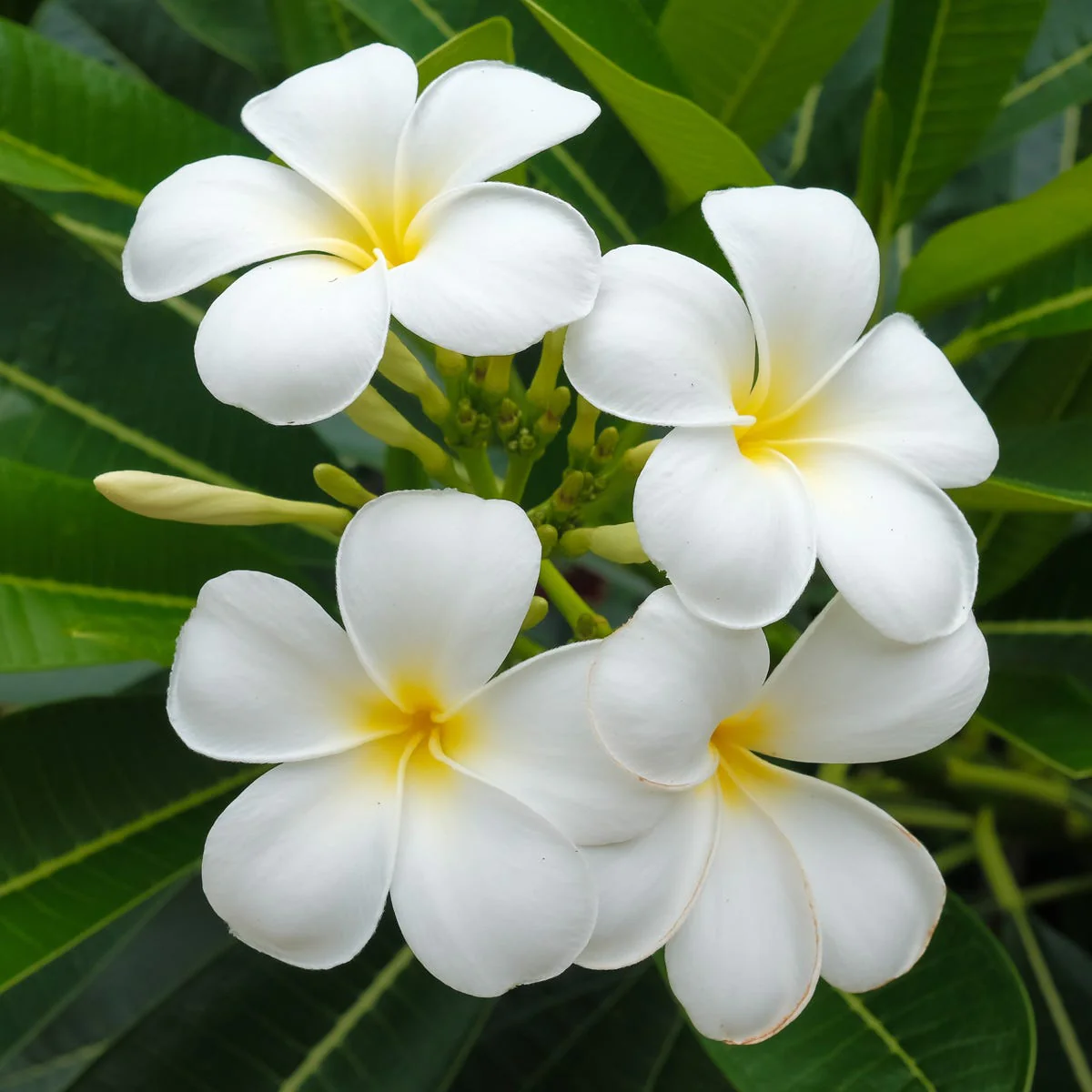 White Frangipani Fragrance Oil - Image 3
