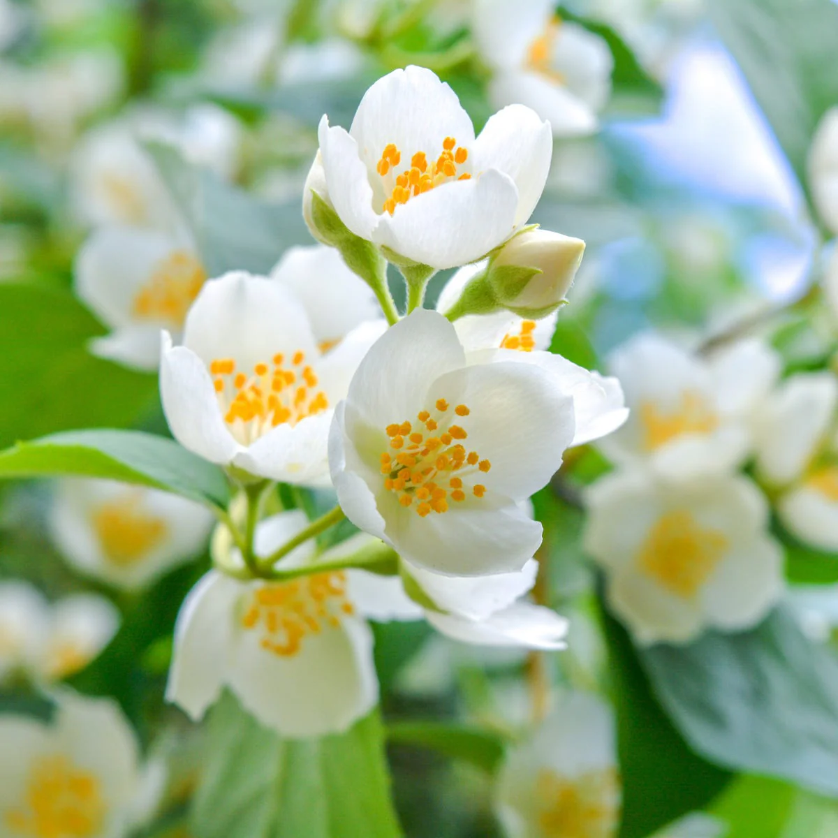 White Jasmine & Ivy Fragrance Oil - Image 4