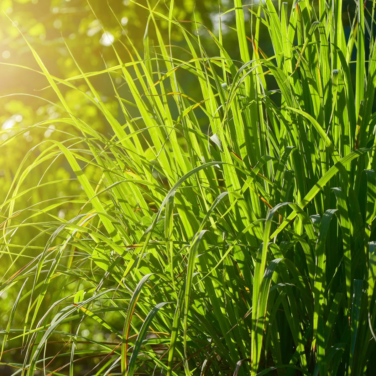 Wild Lemongrass Fragrance Oil - Image 4